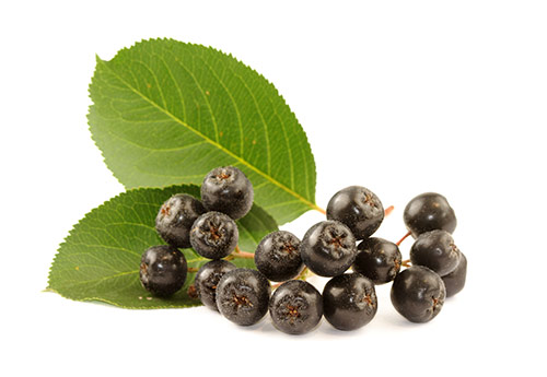 Aronia melanocarpa