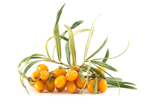 argousier-hippophae